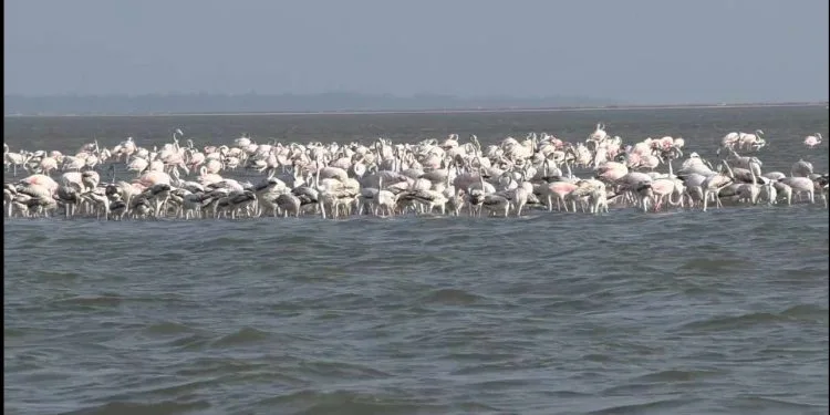 தனுஷ்கோடியை நோக்கிப் படையெடுக்கும் பிளமிங்கோ பறவைகள்!