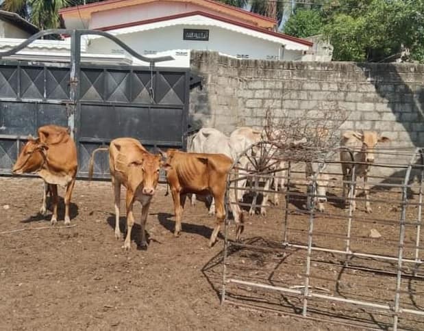 யாழில் இயங்கி வந்த கொல்களம் – 27 கால்நடைகள் உயிருடன் மீட்பு – ஒருவர் கைது!